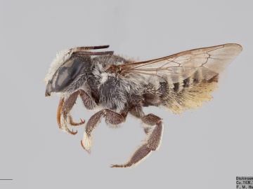 [Megachile lippiae female thumbnail]